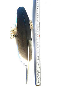 Zeremonialfeder - Storchenfeder - Räucherfeder 29 cm (1)