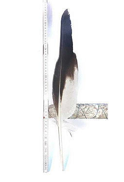 Zeremonialfeder - Adlerfeder - Räucherfeder *selten!* 60 cm (1)